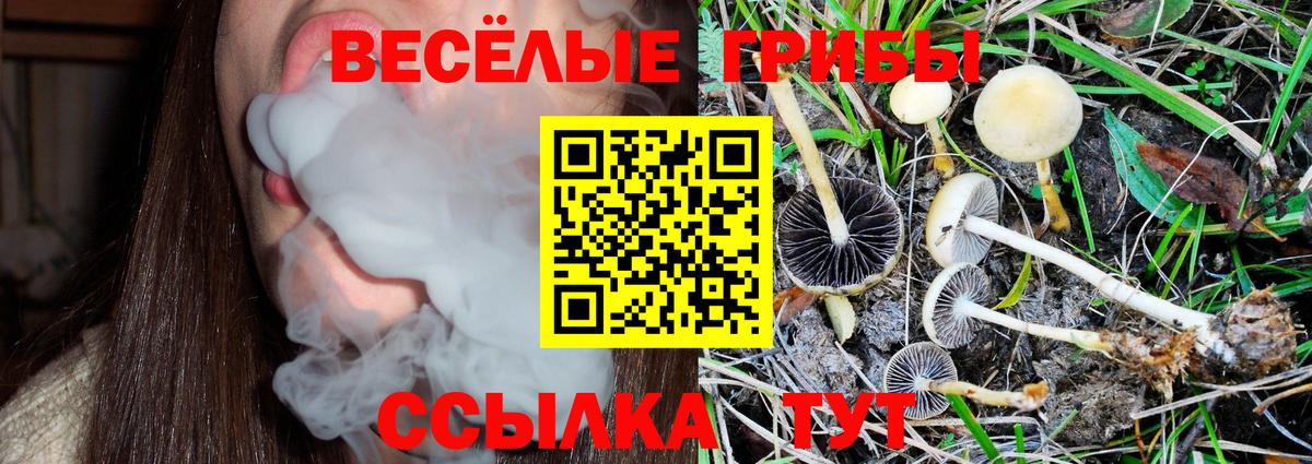 Галлюциногенные грибы Psilocybine cubensis Россия